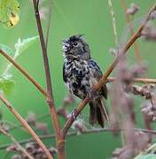 Blue-black Grassquit