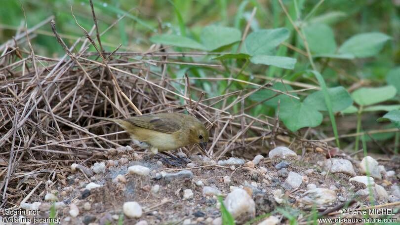 Blue-black Grassquit female