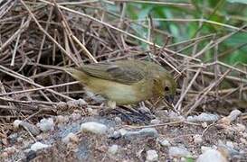 Blue-black Grassquit