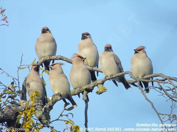 Bohemian Waxwing