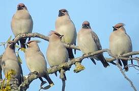 Bohemian Waxwing