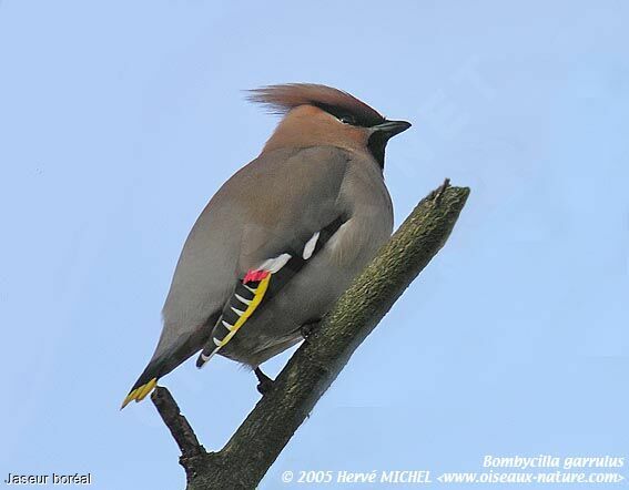 Bohemian Waxwing