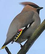 Bohemian Waxwing