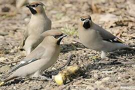 Bohemian Waxwing