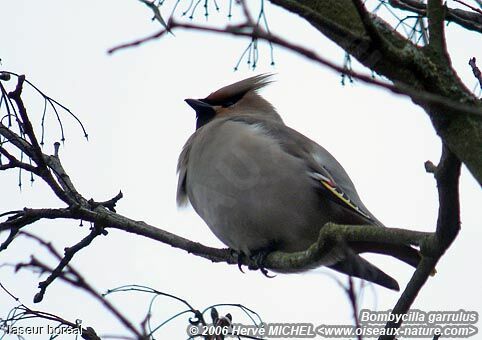 Bohemian Waxwing