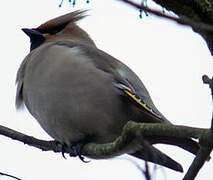 Bohemian Waxwing