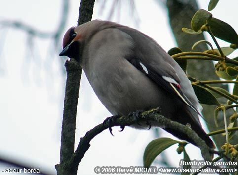 Bohemian Waxwing