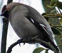 Bohemian Waxwing