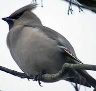 Bohemian Waxwing