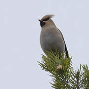 Bohemian Waxwing