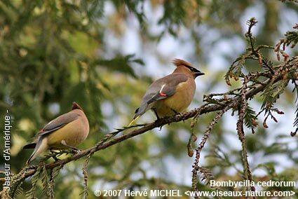 Cedar Waxwingadult breeding