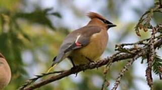 Cedar Waxwing