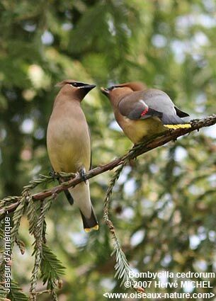 Cedar Waxwing adult breeding