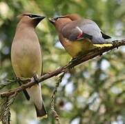 Cedar Waxwing