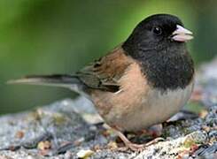 Junco ardoisé