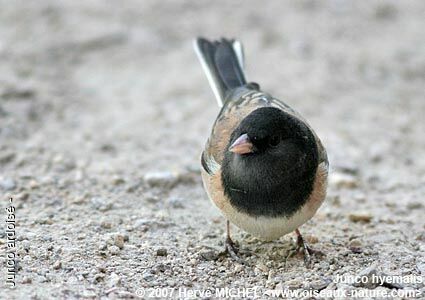 Junco ardoisé mâle adulte nuptial