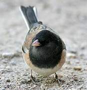 Dark-eyed Junco