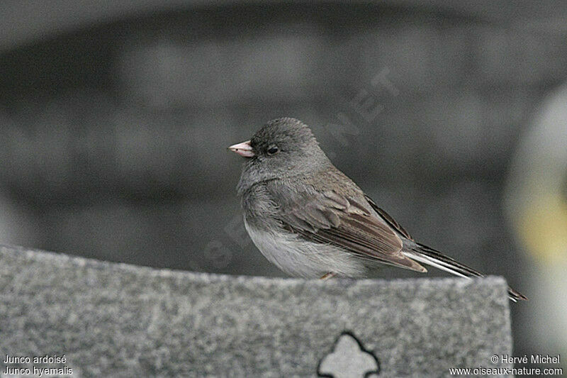 Junco ardoiséadulte nuptial