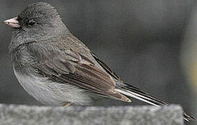 Dark-eyed Junco