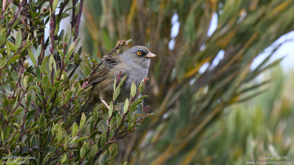 Junco des volcans