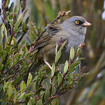 Junco des volcans