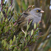 Volcano Junco