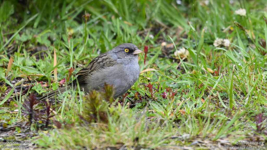 Junco des volcans