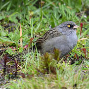 Volcano Junco