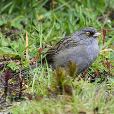 Junco des volcans