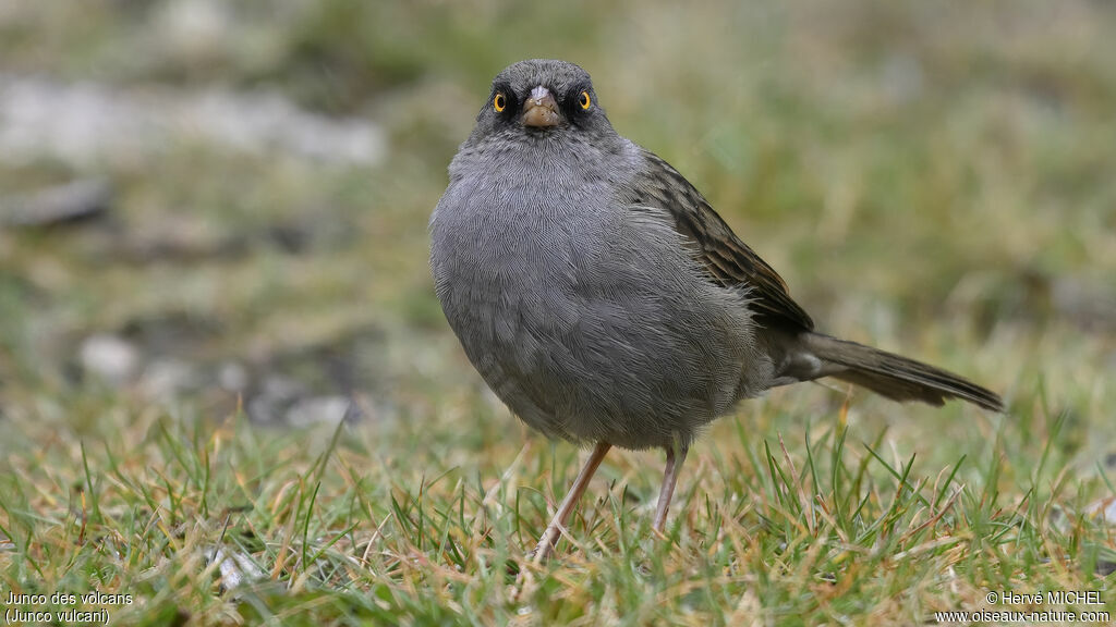 Junco des volcans