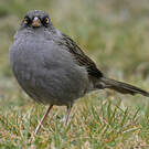 Junco des volcans