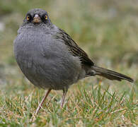 Junco des volcans