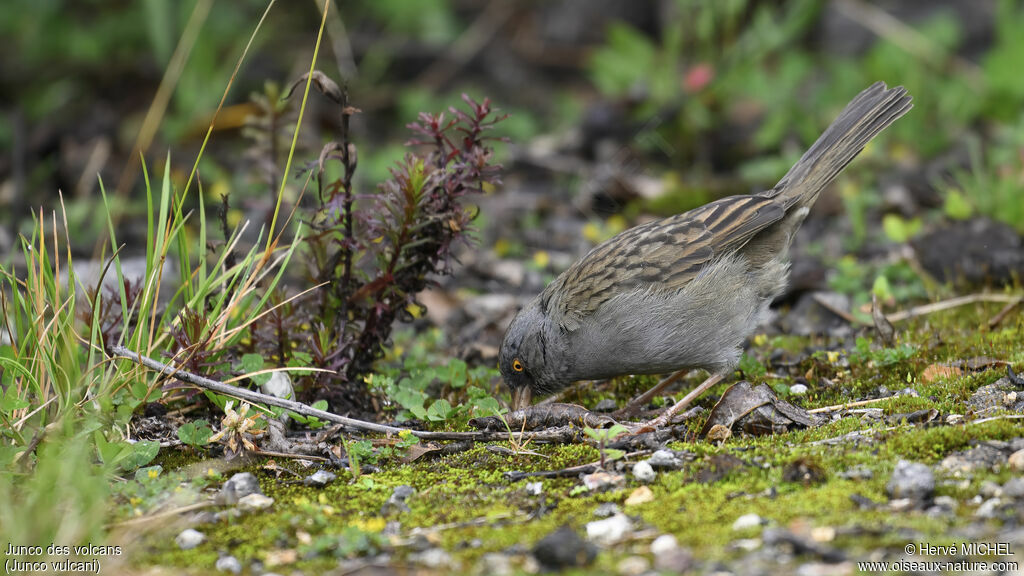 Junco des volcans