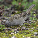 Junco des volcans