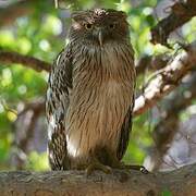 Brown Fish Owl