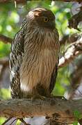 Brown Fish Owl