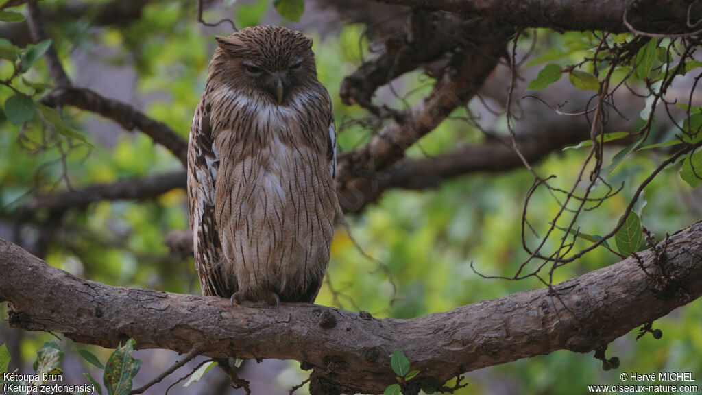 Brown Fish Owl