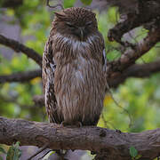 Brown Fish Owl