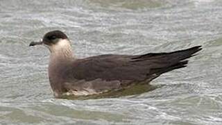 Parasitic Jaeger