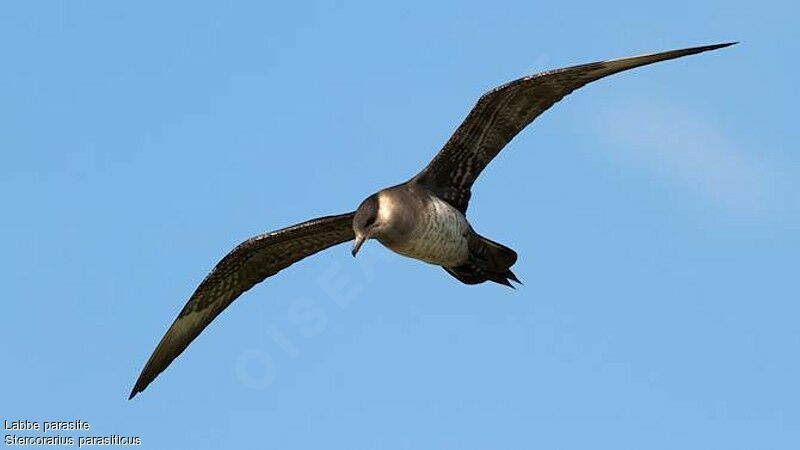 Parasitic Jaegerimmature