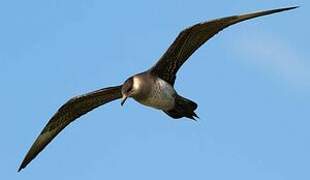 Parasitic Jaeger