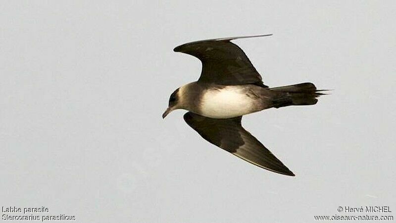 Parasitic Jaegeradult