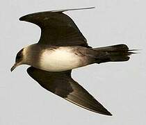 Parasitic Jaeger