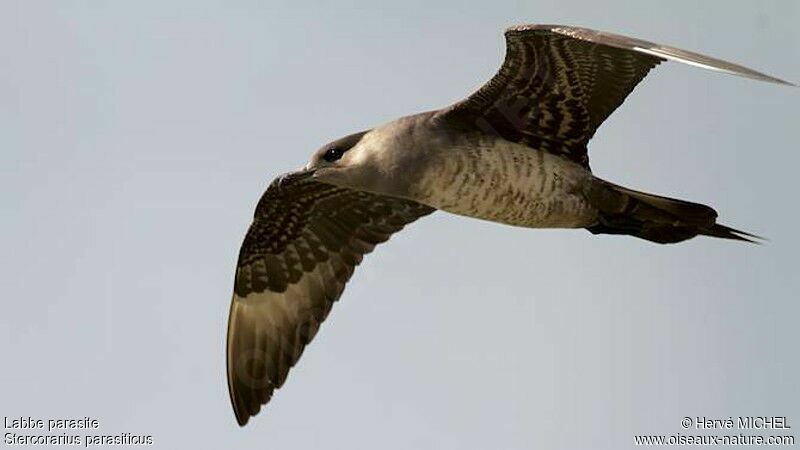 Parasitic Jaegerimmature