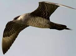 Parasitic Jaeger