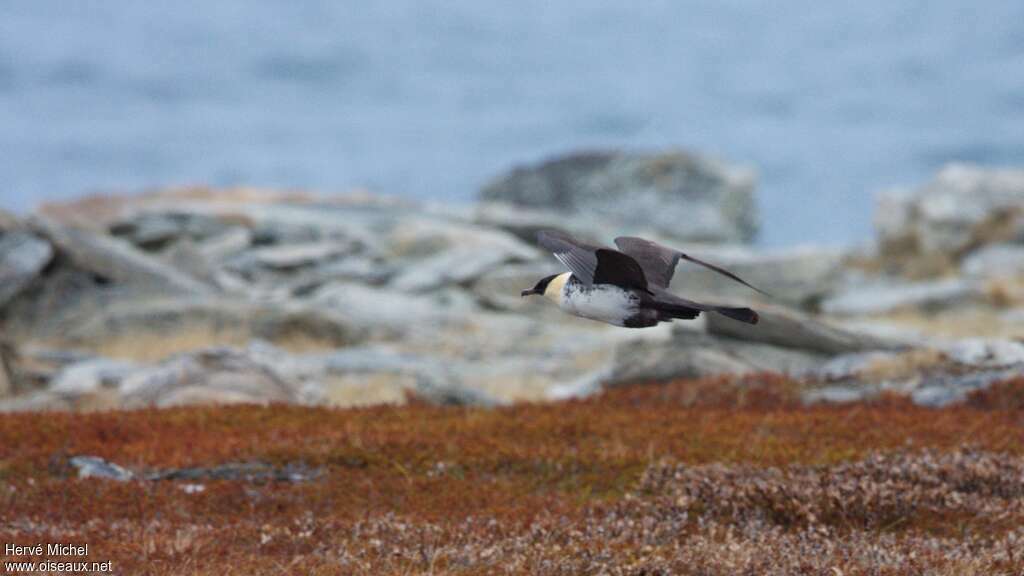 Pomarine Jaegeradult breeding, Flight