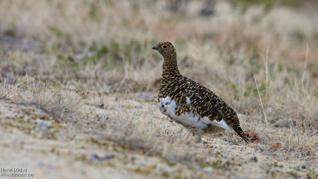 Willow Ptarmigan female adult breeding, identification