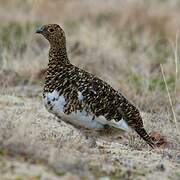 Willow Ptarmigan