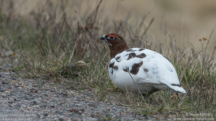 Willow Ptarmigan male adult breeding