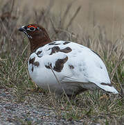 Willow Ptarmigan